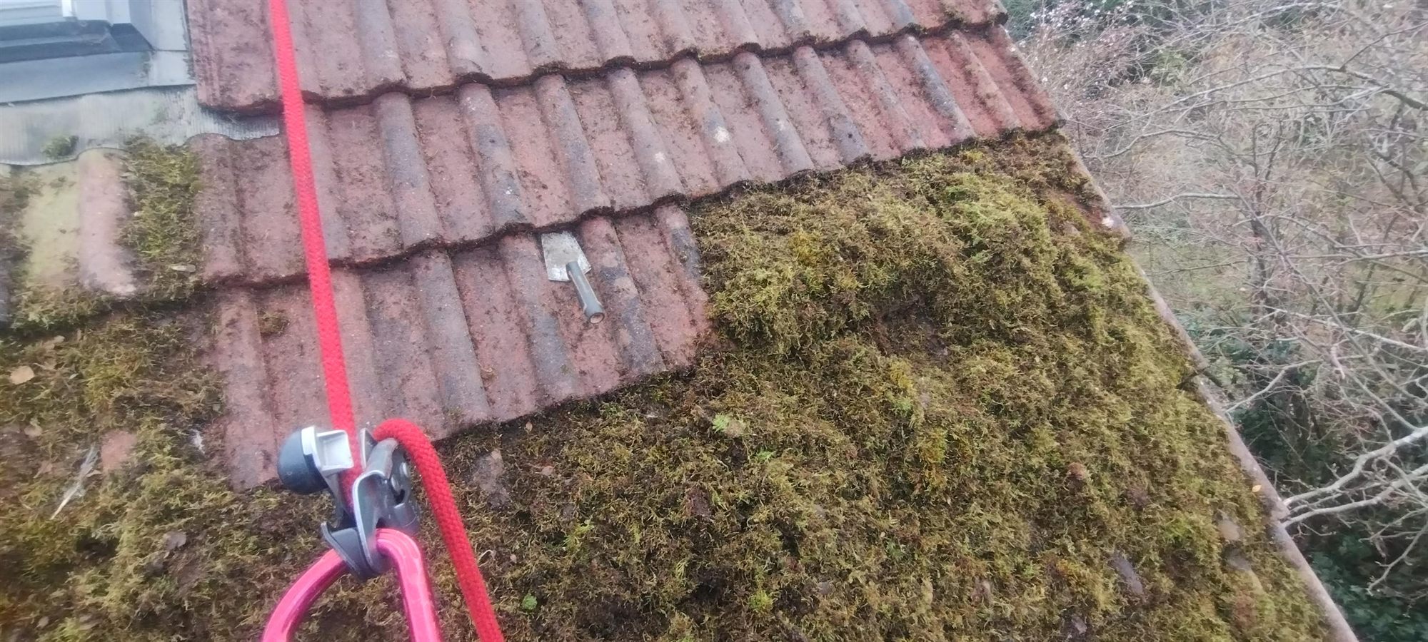 Heavy moss on pantiles — Trowel and safety line out on a roof that had not been touched in years, working it back a course at a time.